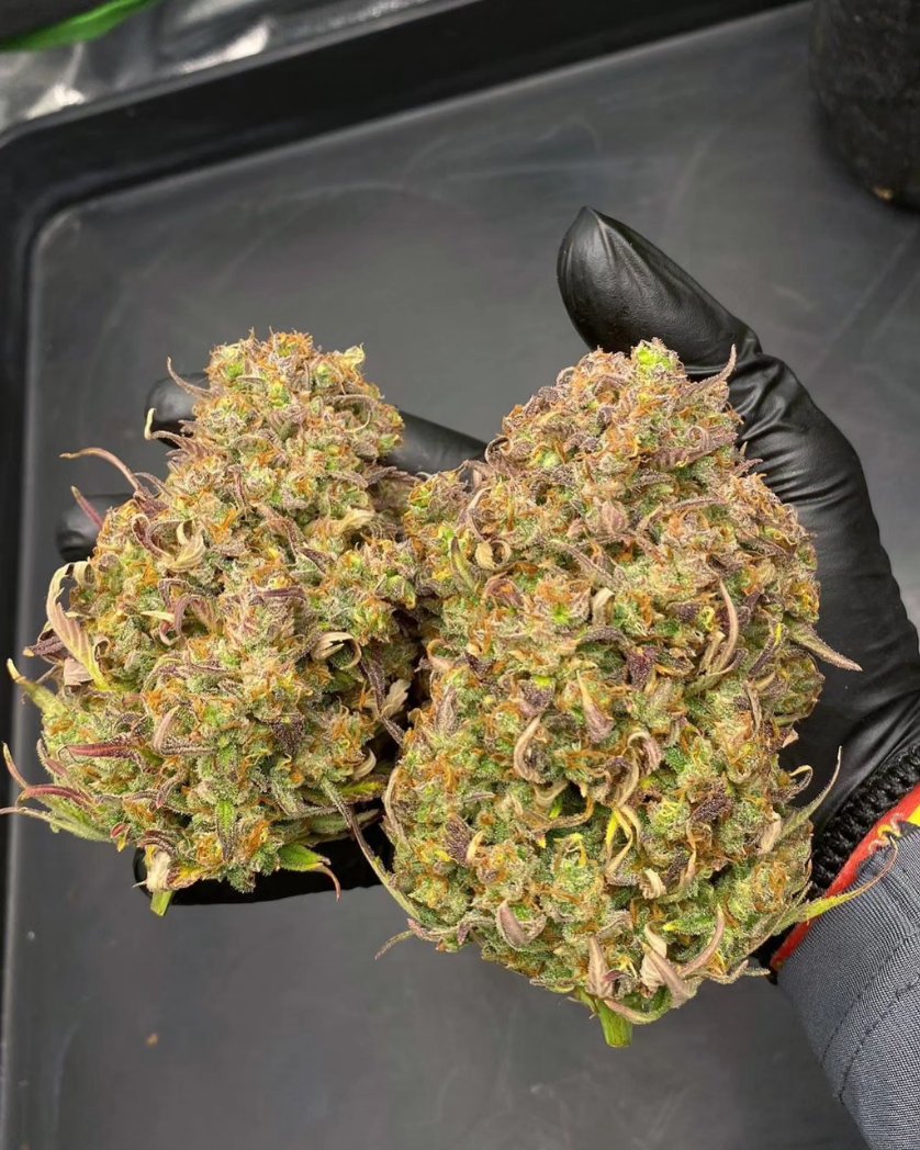 TastebudzSeeds's tweet photo. Sticky Mango Auto
Mostly Indica
30% THC
Gorilla Gas auto x Tangie punch x Somango
8-10 weeks flowering
Energetic, euphoric, long lasting
https://t.co/t29axZ9suE
#stickymango
#autoflower
#cannafam
#growmies https://t.co/QH7GMI2t86