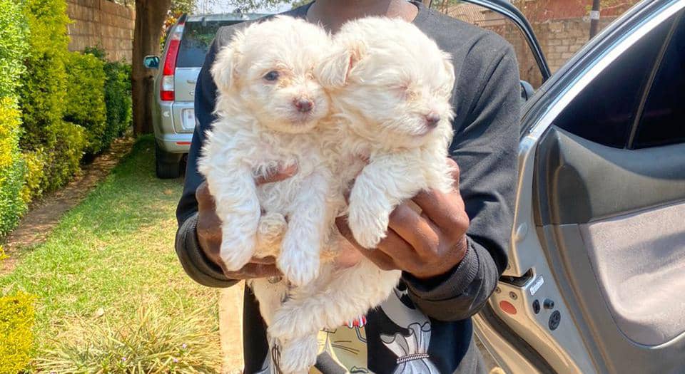 JoshChivila's tweet photo. 🔥Maltese puppies 🔥
0779078834/0716445985
🔥150us🔥 https://t.co/ulFA7lLAV6