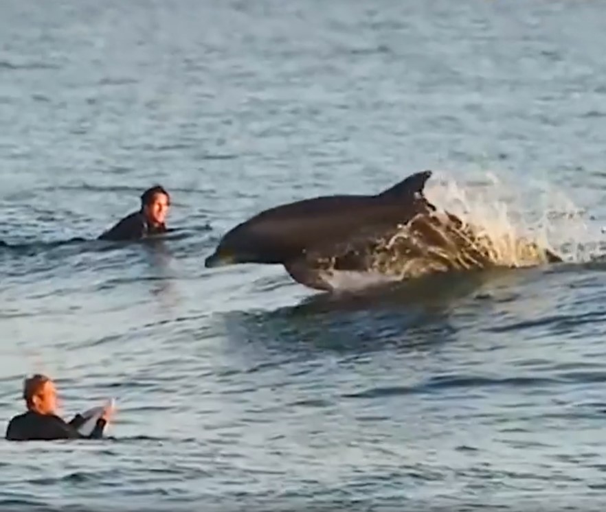 #高市早苗 <a href="/takaichi_sanae/">高市早苗</a> #首相 、
世界中の国々は野生動物の殺害から離れ、自然と調和して生きる方向へ移行しています。 
世界中の人々は野生動物と環境の保護に賛成しています。 
私たちは皆、新しい世界を構築しています。
#日本 #太地町 #イルカ 1/3