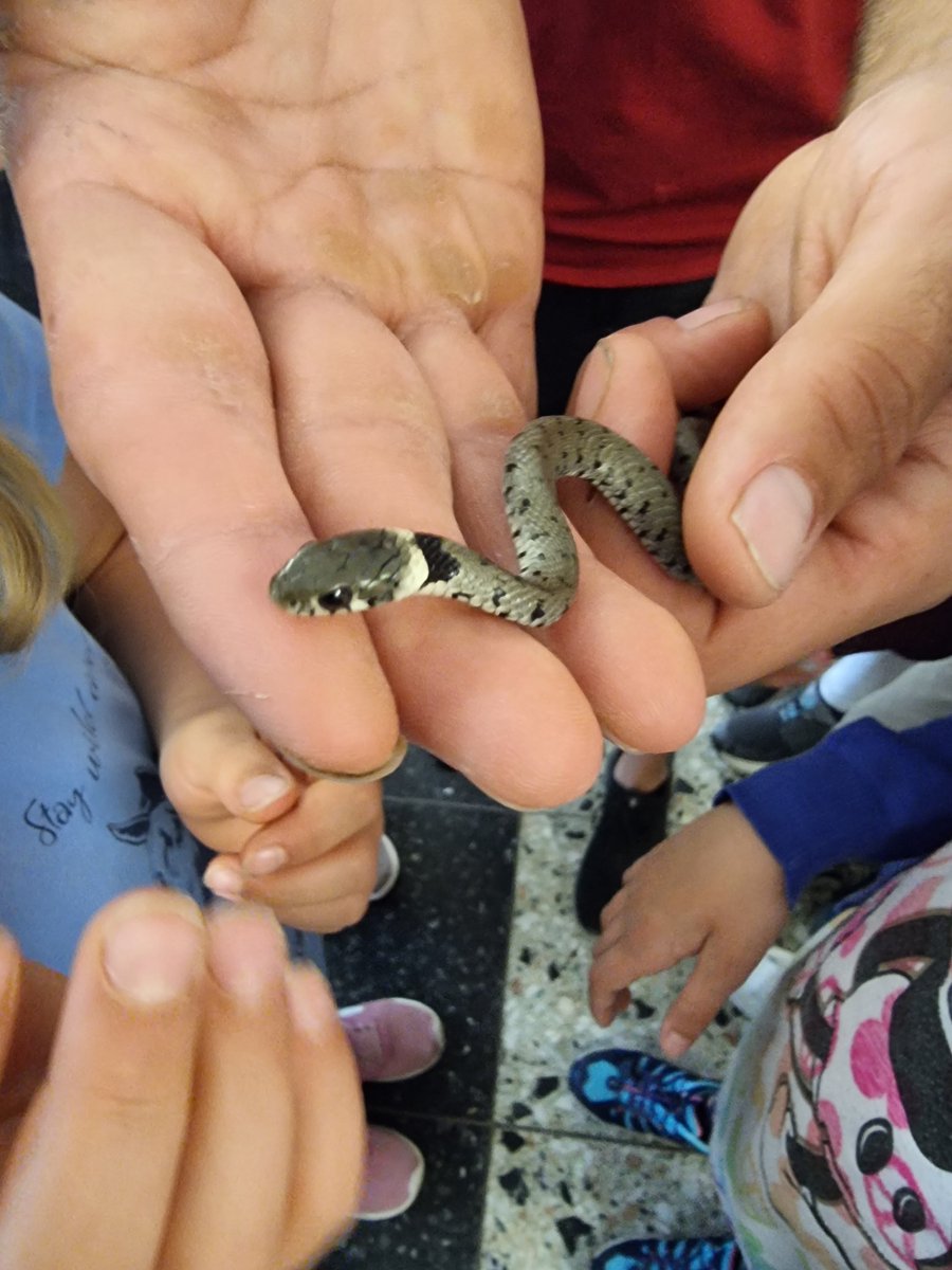 zoll_info's tweet image. Beim #Ferienprogramm in #EfringenKirchen mit u.a. Zollhündin Zamba ging es gerade um #Artenschutz von beispielsweise #Schlangen. 
Da kam der Hausmeister mit einer in der #Schule gefundenen #Ringelnatter! Sie wurde nach genauer Betrachtung im Schulgarten freigelassen. 

#zollreise