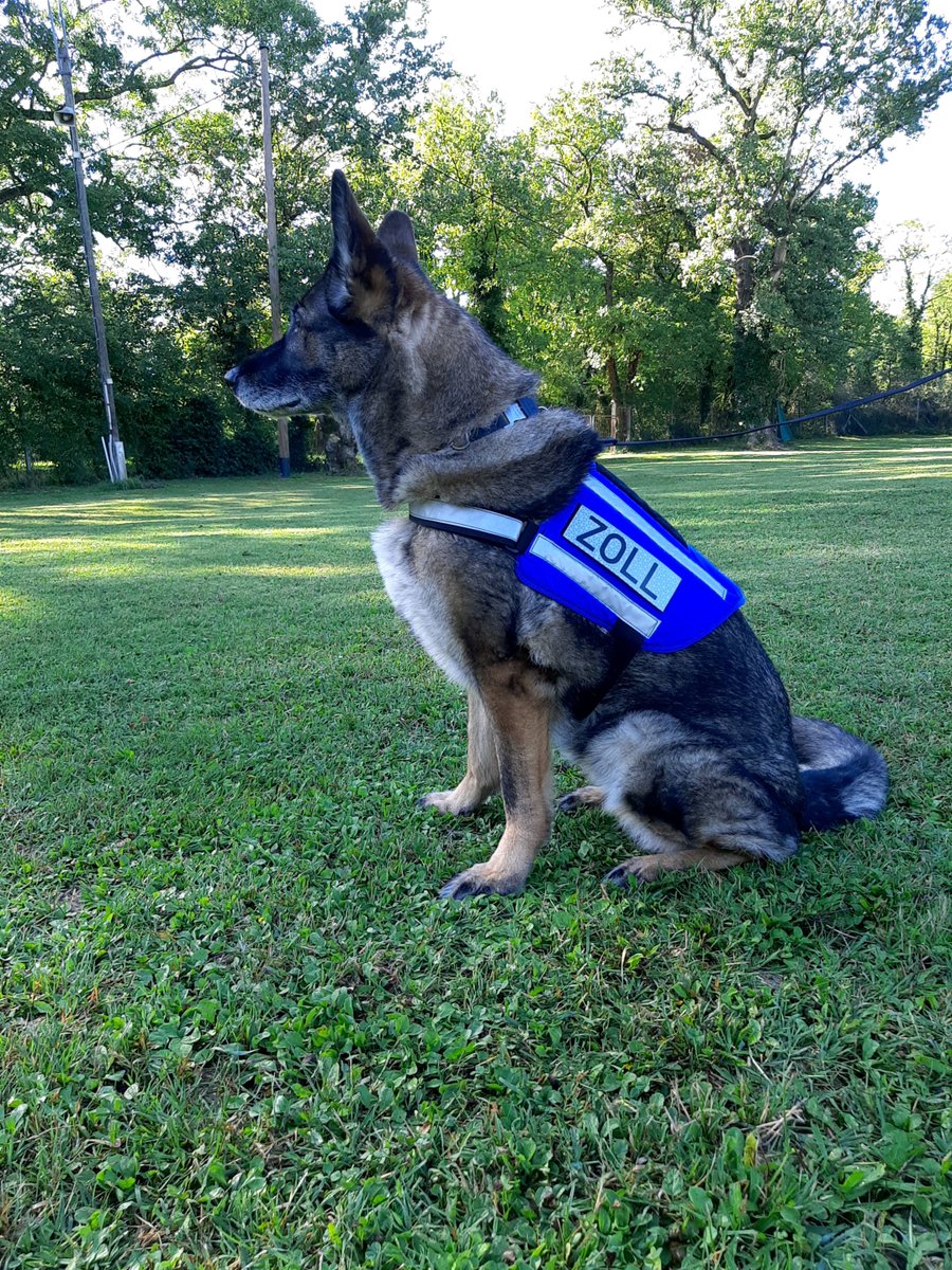 zoll_info's tweet image. Beim #Ferienprogramm in #EfringenKirchen mit u.a. Zollhündin Zamba ging es gerade um #Artenschutz von beispielsweise #Schlangen. 
Da kam der Hausmeister mit einer in der #Schule gefundenen #Ringelnatter! Sie wurde nach genauer Betrachtung im Schulgarten freigelassen. 

#zollreise