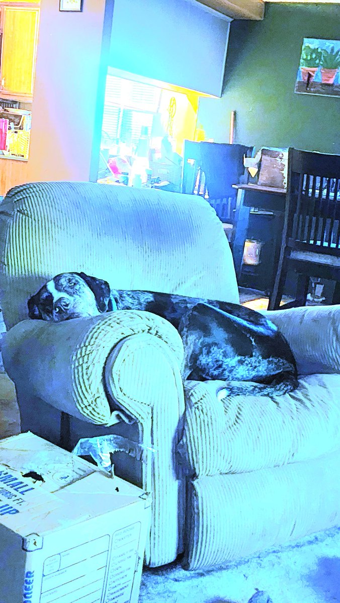 I guess it's nap time. #catahoula  #catahoulasofsoutherncalifornia  #catahoulaleparddogs  #catahoulasrule
