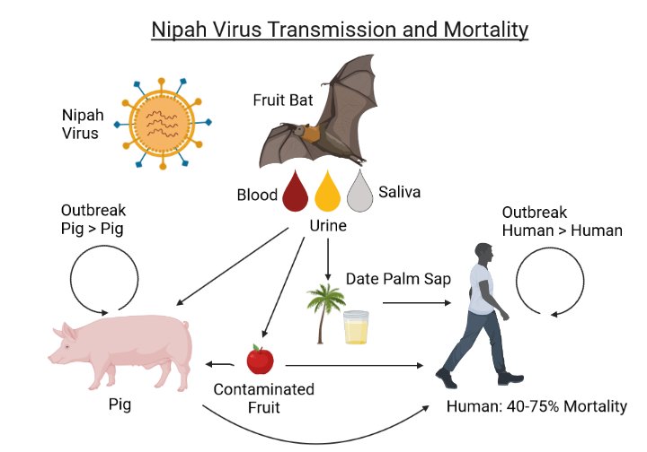 Dragon_IDoll's tweet photo. IRL, there exists a real southeastern virus : the Nipah virus. Which, beside its kawaii name, is known to infect the brain and cause death. Yeah… strange coincidences, right? 😼 https://t.co/HGc5RYvAQh