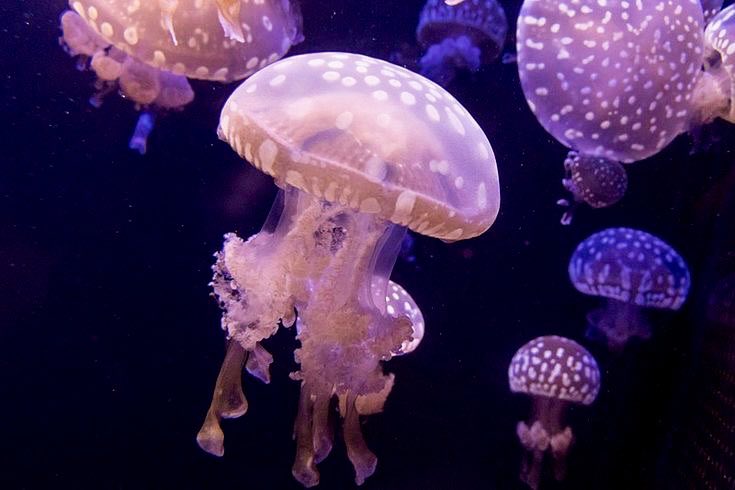 pink lagoon jellies ♡