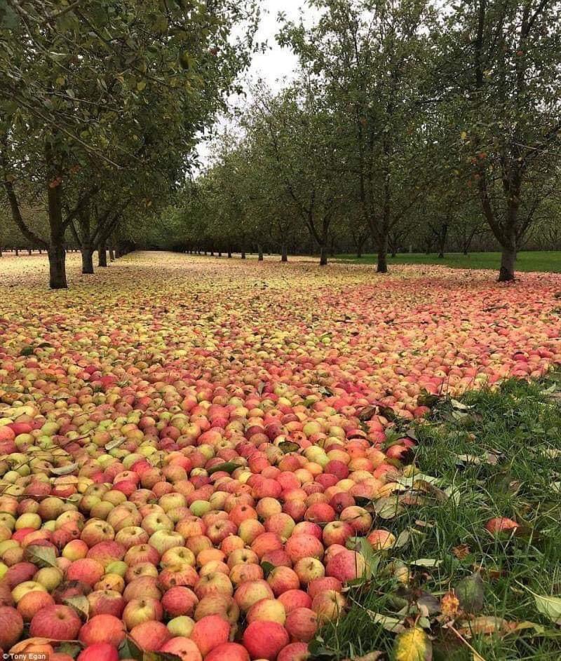 InformaCosmos's tweet photo. La plantación de manzanas en Irlanda luego del huracán ofelia. https://t.co/NZMyA9wCIW