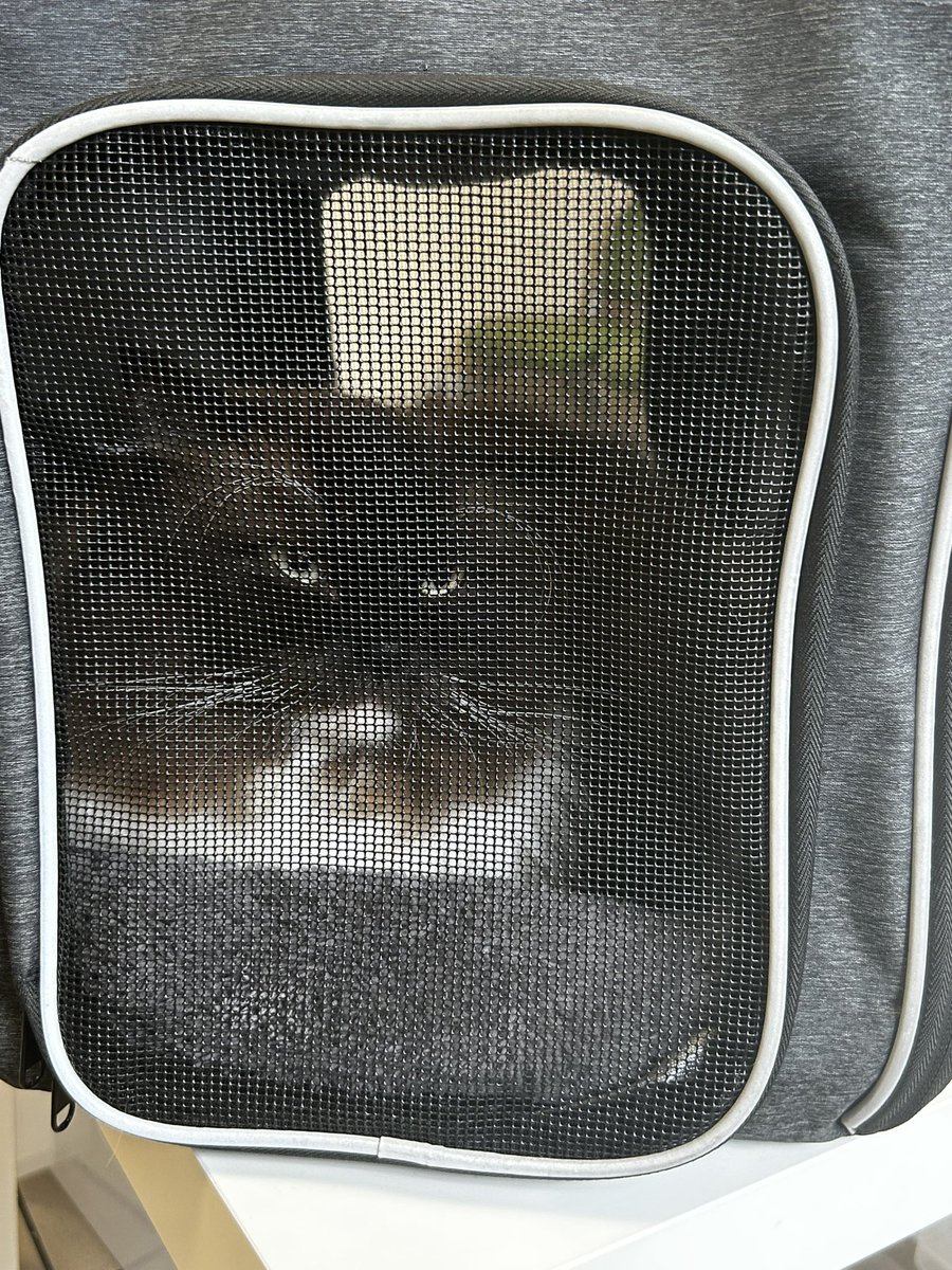 Annual trip to the #vet and Bear is having none of it! #restingbitchface