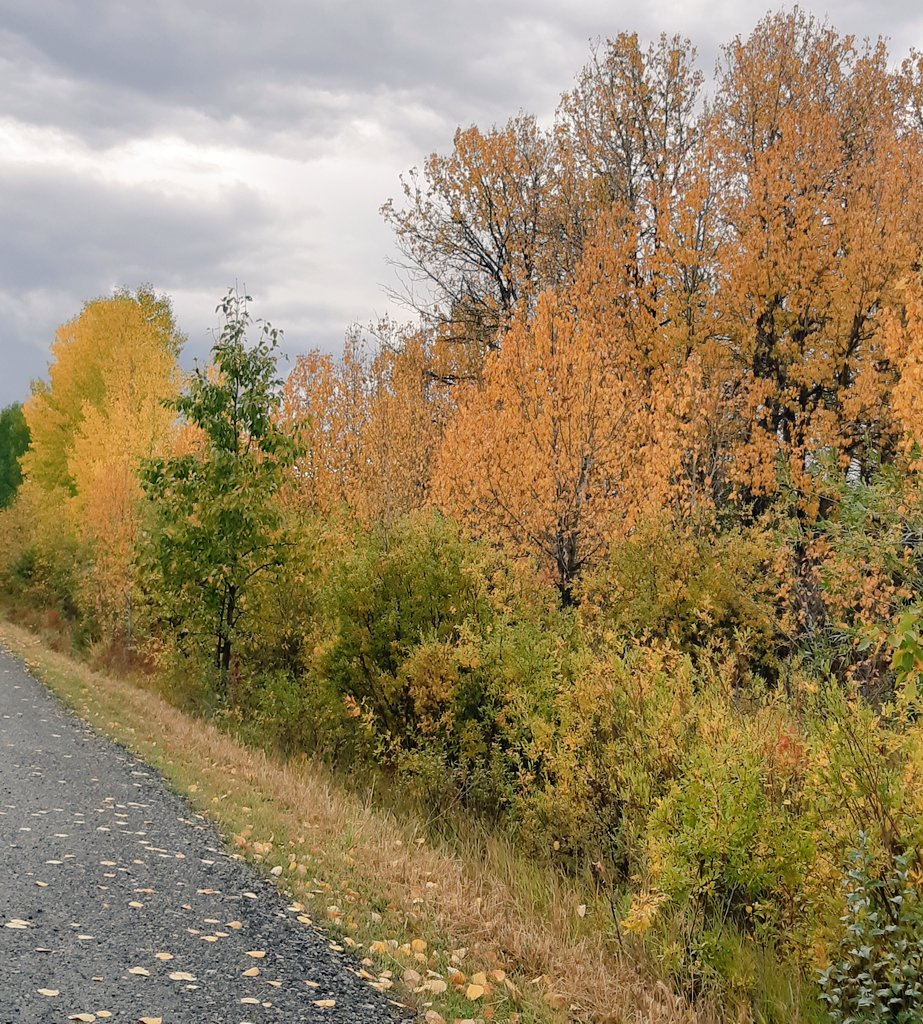 PreetiRel's tweet image. Autumn hues
Enthralled by nature&apos;s
True colours

#haikufeels #enthralled 
#vss365 #colours