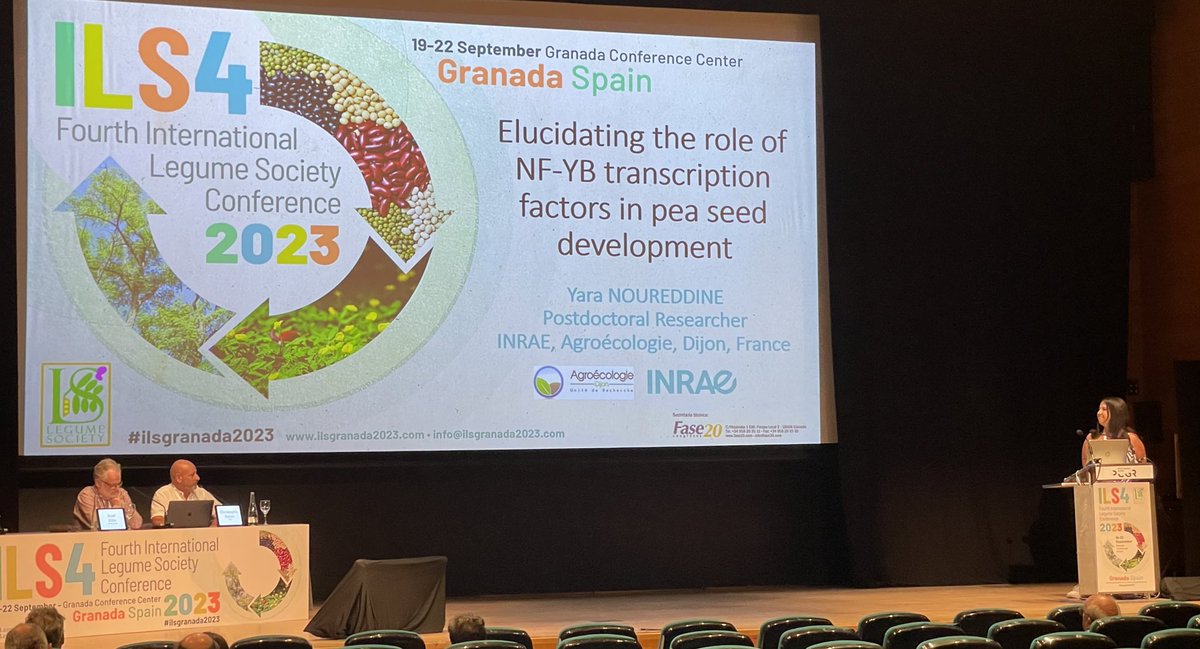 HPidon's tweet photo. @noureddine_yara is studying the seed storage proteins. NF-YB transcription factors are known in Arabidopsis to ne central in seed development. Pea as 4 homologs of LEC1 and LEC1-like, NF-YB from Arabido expressed in the seed. #ilsgranada2023 https://t.co/7ARN6DS0Dd