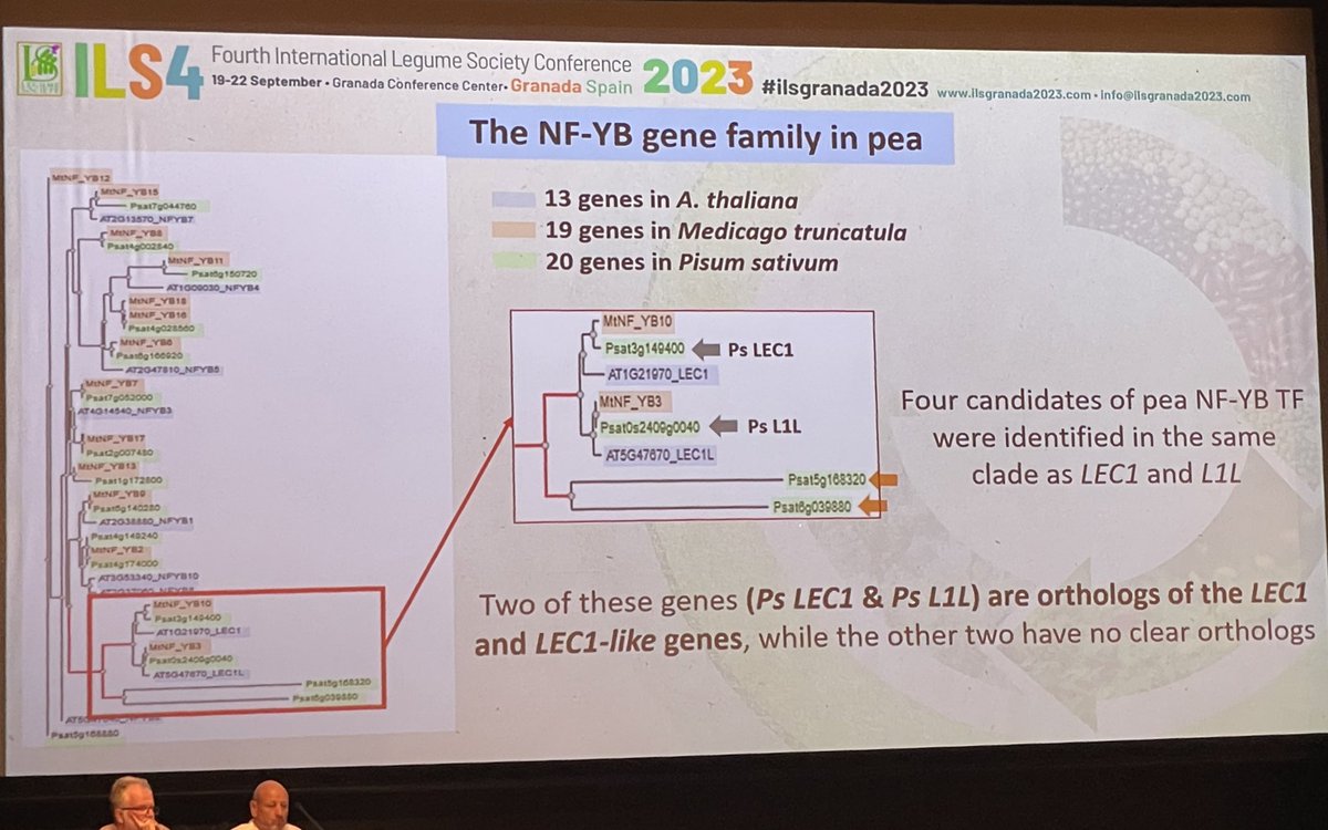 HPidon's tweet photo. @noureddine_yara is studying the seed storage proteins. NF-YB transcription factors are known in Arabidopsis to ne central in seed development. Pea as 4 homologs of LEC1 and LEC1-like, NF-YB from Arabido expressed in the seed. #ilsgranada2023 https://t.co/7ARN6DS0Dd