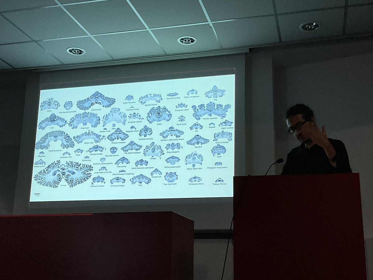katjaQheuer's tweet photo. Now into the amazing universe of folds: @R3RT0 Multi-scale and multi-modal analyses of neuroanatomical development
#compMRI @NeuroecologyLab @AssafLab https://t.co/yu1iJJzS6j