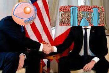 TheReal_NuclearMembrane tweet media