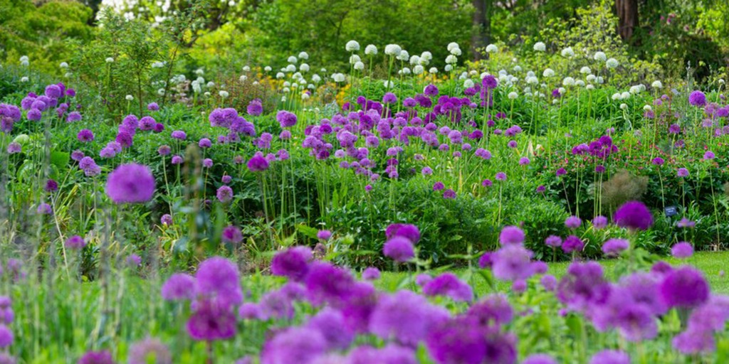 The_RHS's tweet photo. This #AskACurator Day, we asked our RHS Garden Curators to share their favourite bulbs and give you some inspiration to help you chose the best late winter and spring flowering bulbs for your garden or green space 🌱
Do you agree with their picks? https://t.co/OZjL9dBSMo https://t.co/ApqTeWfANF