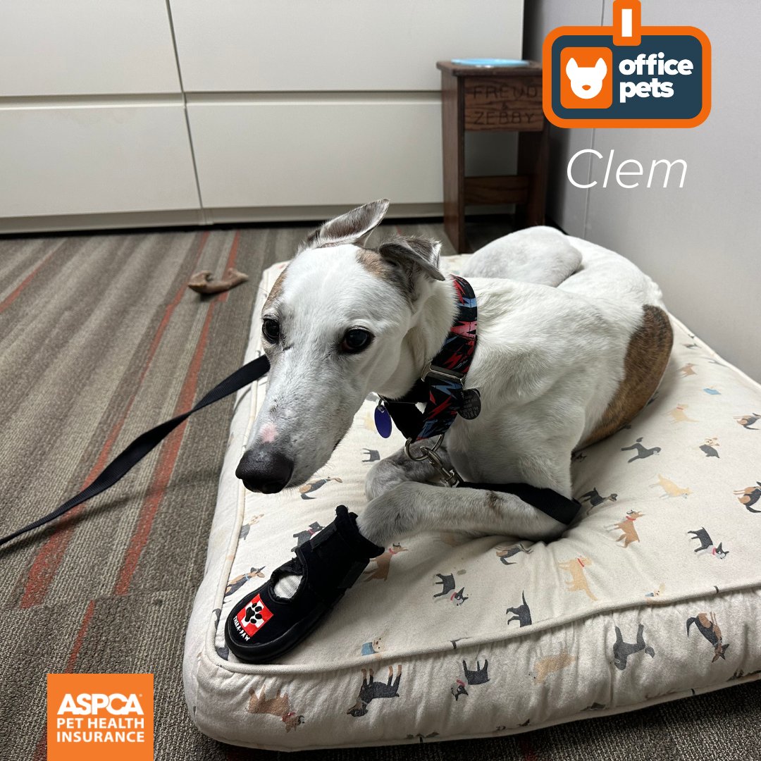 Meet Clem, a Nap Manager who enjoys showing off fancy new shoes on office days.

#OfficeDogs #OfficePets #PawsAtWork #WorkplacePups #FurryCoworkers