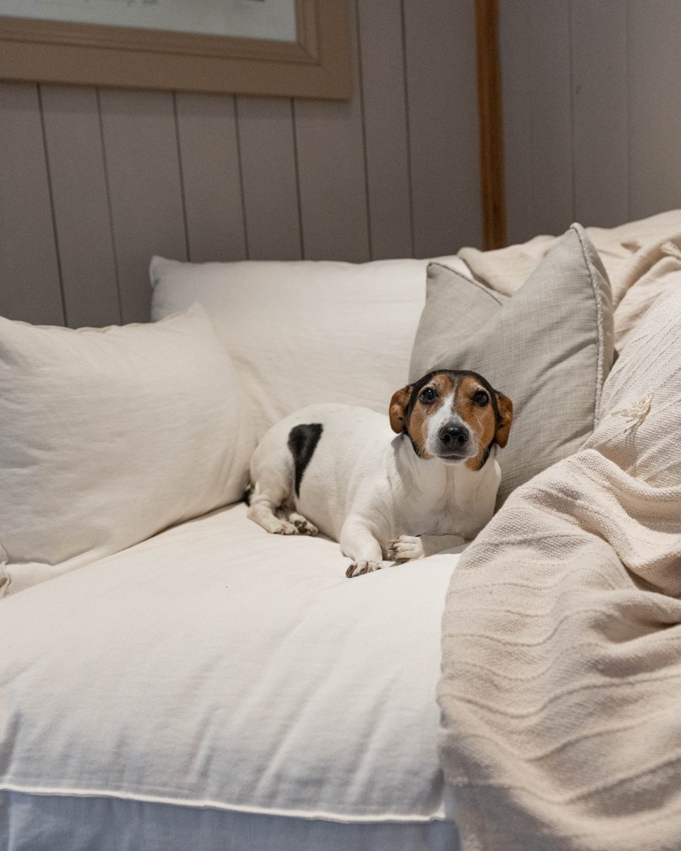 Finestockhome's tweet image. Our luxurious sofas, loveseats &amp;amp; chairs are designed to be cosy for the whole family to relax on, including your four-legged friends. Our expertly hand-made loose covers protect your sofa from stains &amp;amp; stubborn marks.

#sofacovers #loosecoversofas #petfriendlysofas #linensofa