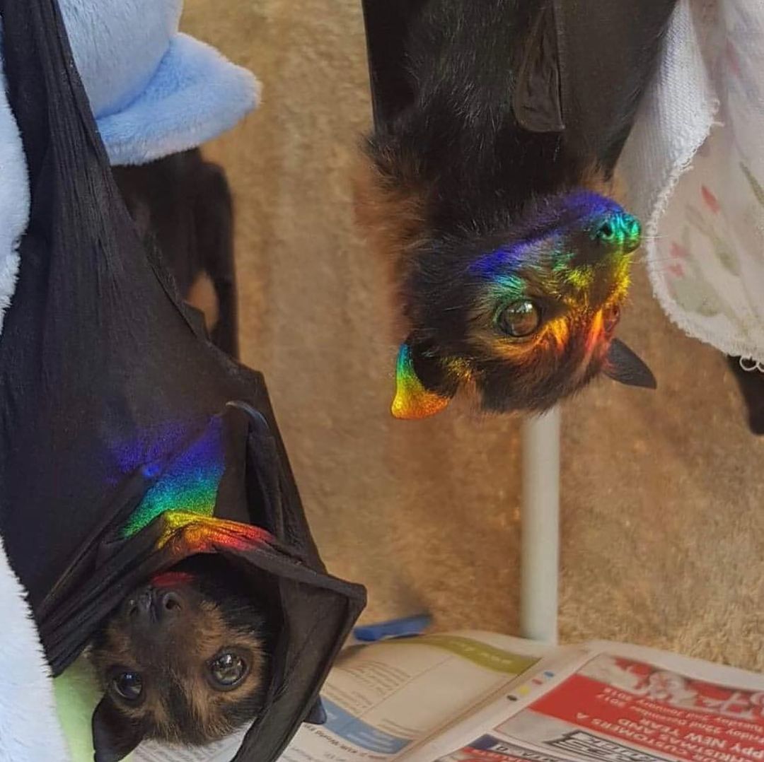 Rainbow Babies 🌈🦇
📸 TheBatHospital 

#Bats #rainbow #gothic #goth #batlove #bats