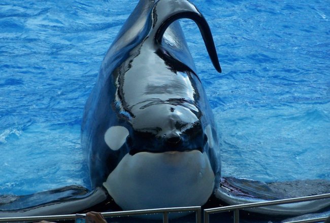 Violence never seen in normal killer whale society. Violence seemingly stemming from the frustrations of so unnatural an existence.' Carl Safina
2/2
#CaptivityisCruel 
#EndCaptivity