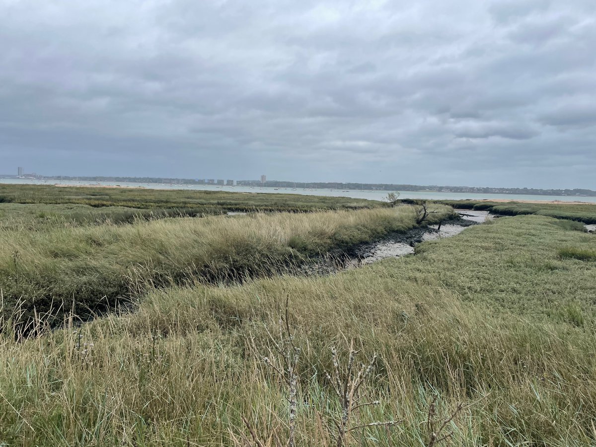 NOC Marine Physics (@nocmarinephys) on Twitter photo #CHAMFER project annual meeting
<a href="/NOCnews/">National Oceanography Centre</a> & <a href="/UK_CEH/">UK Centre for Ecology & Hydrology</a> scientists in the salt marsh discussing the interactions between sea level rise, surges, waves & natural habitats 🌊🌊 🌱🌱
learn more about the #CHAMFER project 👉projects.noc.ac.uk/chamfer/
<a href="/NERCscience/">Natural Environment Research Council</a> #CHAMFER project annual meeting
<a href="/NOCnews/">National Oceanography Centre</a> & <a href="/UK_CEH/">UK Centre for Ecology & Hydrology</a> scientists in the salt marsh discussing the interactions between sea level rise, surges, waves & natural habitats 🌊🌊 🌱🌱
learn more about the #CHAMFER project 👉projects.noc.ac.uk/chamfer/
<a href="/NERCscience/">Natural Environment Research Council</a>