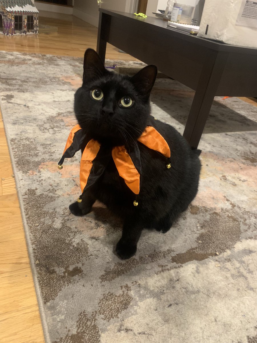 Sebby 🐠 (Get in the Discord) tweet media