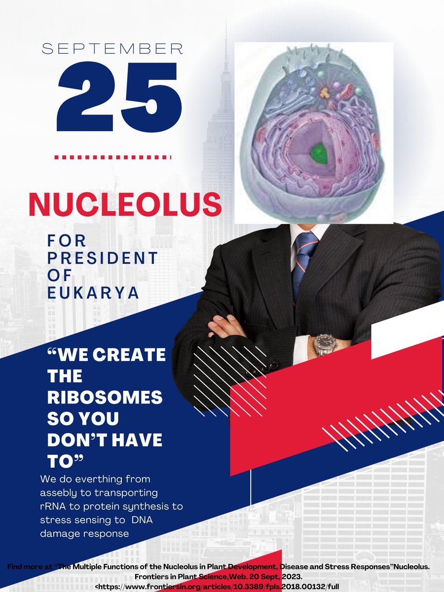 Nucleolus tweet media