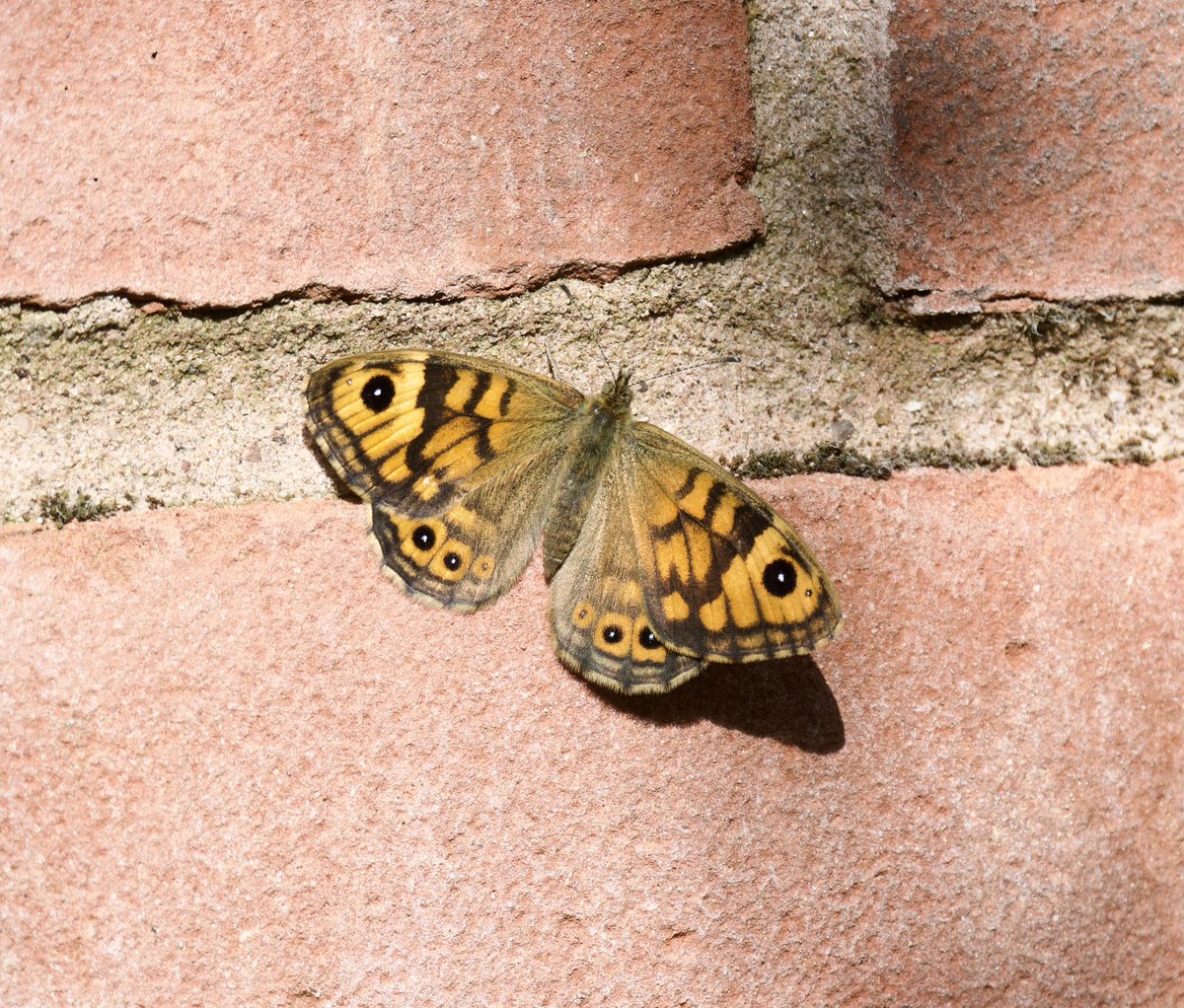 Just had a lovely #Wall butterfly on the wall in the garden 😁#Shutterton #Dawlish
