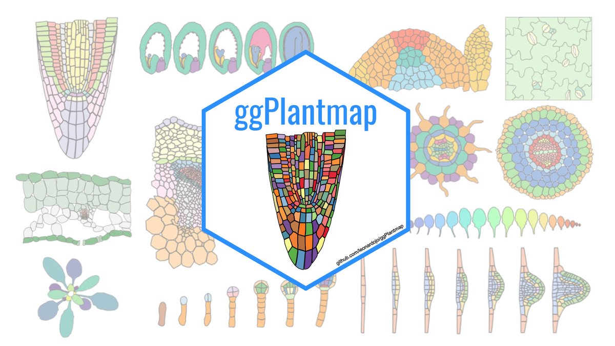 leonardojo's tweet image. It is my great pleasure to announce ggPlantmap (github.com/leonardojo/ggP…), an open-source R package to create ggplot maps from plant images. Now, you can create beautiful plant heatmaps to be visualized and modified in a R coding environment.