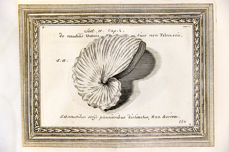 #Marine zoologist, Jeanne Villepreux-Power, was born #OTD in 1794. Her #researchpaper on the argonaut or paper nautilus was read at #ZSLtalks by Richard Owen in 1839. #Free to access in
@JZoology: …lpublications.onlinelibrary.wiley.com/doi/10.1111/j.… see p. 35
Image by Susanna &/or Ann Lister. #WomenInSTEM