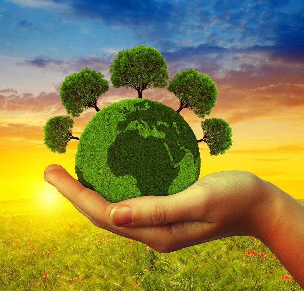 Paulo_Pirolla's tweet image. Feliz Dia da Árvore!