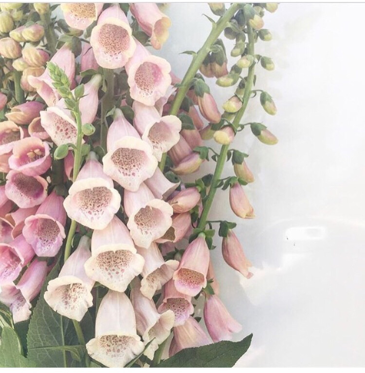 Such a beautiful bloom. #foxgloves 

.
.
.
 fieldtovase 
#inthegarden 
#grownflowers
#theinstagramlab 
#gardens 
#farmers 
#fruits 
#veggies 
#herbs 
#forage 
#flowersfordays 
#gardengram 
#flowerfarm 
#gardenbeauty 
#slowflowers 
#perennials 
#farmerflorist 
#localflowers 
#amer