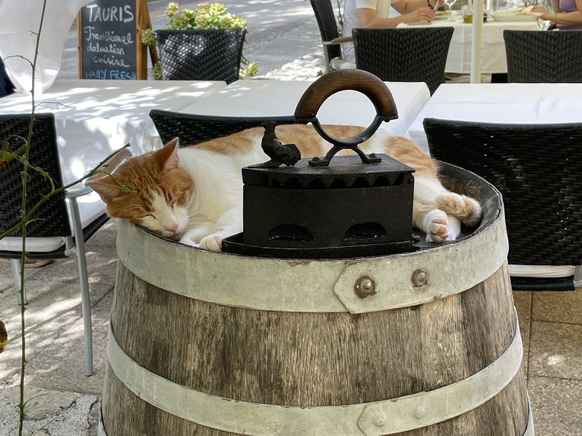 Here’s another #cat in holiday mode in #croatia