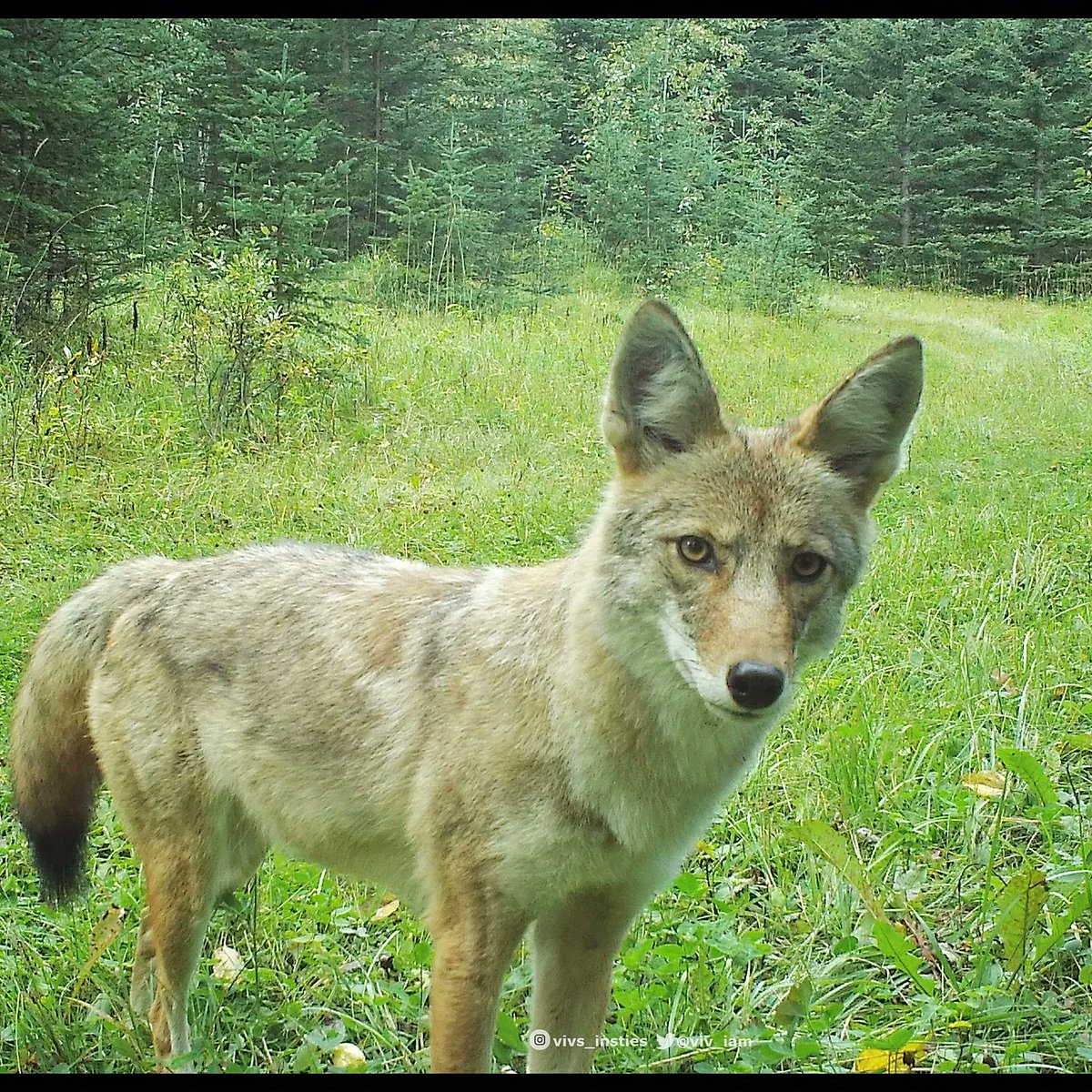 viv_iam's tweet photo. This beauty misses nothing; stared directly at each #trailcamera it passed❣️ Not often do we get such a good look at a pair of #coyote eyes... radiating intelligence & curiousity in my opinion. #naturelove #wildlife #roomforall 🐾🐾 https://t.co/MejqLdgVtf
