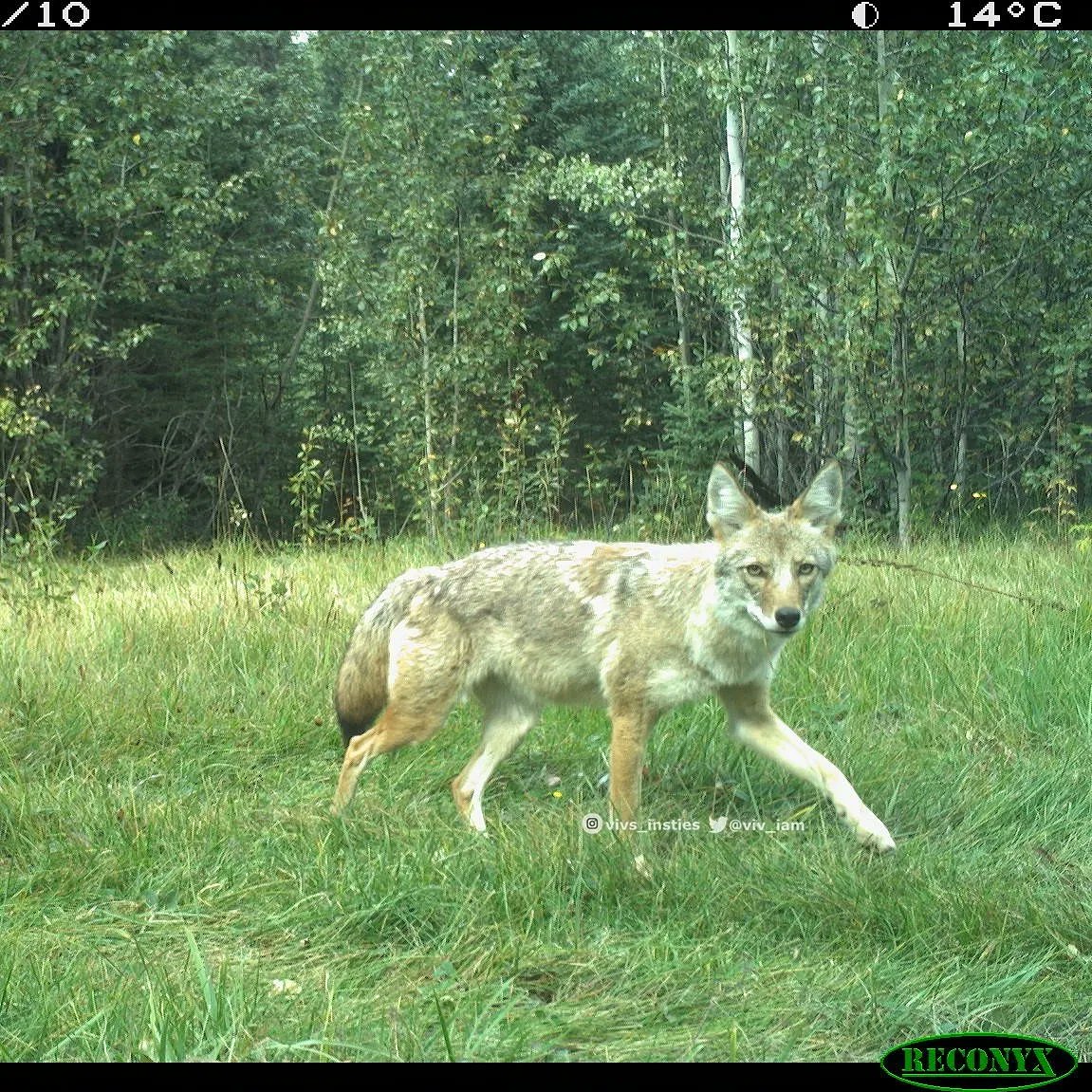 viv_iam's tweet photo. This beauty misses nothing; stared directly at each #trailcamera it passed❣️ Not often do we get such a good look at a pair of #coyote eyes... radiating intelligence & curiousity in my opinion. #naturelove #wildlife #roomforall 🐾🐾 https://t.co/MejqLdgVtf