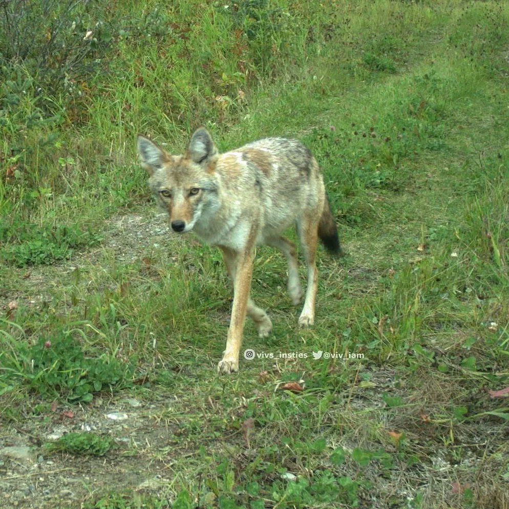 viv_iam's tweet photo. This beauty misses nothing; stared directly at each #trailcamera it passed❣️ Not often do we get such a good look at a pair of #coyote eyes... radiating intelligence & curiousity in my opinion. #naturelove #wildlife #roomforall 🐾🐾 https://t.co/MejqLdgVtf