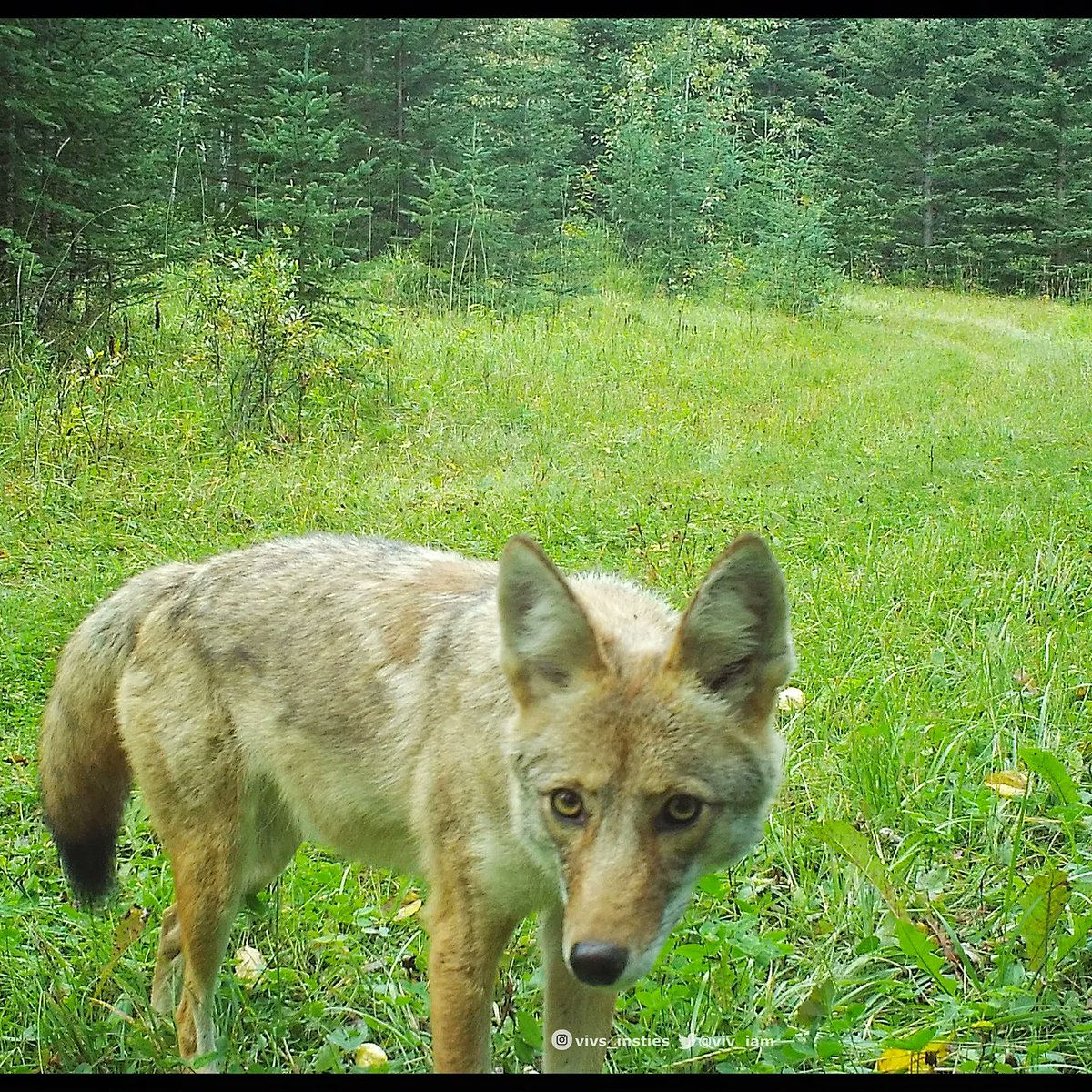 viv_iam's tweet photo. This beauty misses nothing; stared directly at each #trailcamera it passed❣️ Not often do we get such a good look at a pair of #coyote eyes... radiating intelligence & curiousity in my opinion. #naturelove #wildlife #roomforall 🐾🐾 https://t.co/MejqLdgVtf