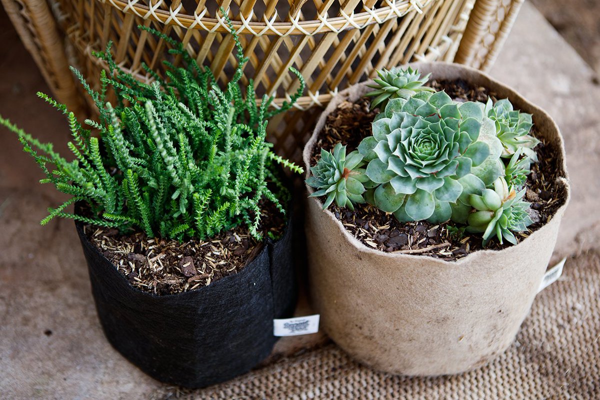 SmartPots's tweet image. Celebrate National Indoor Plant Week with a Smart Pot!

Smart Pot planters produce healthier roots by air pruning – creating lots of smaller, fibrous roots. 

Grow a wider variety of plants indoors with Smart Pots:
smartpots.com/houseplant-how…

#nationalindoorplantweek #houseplants