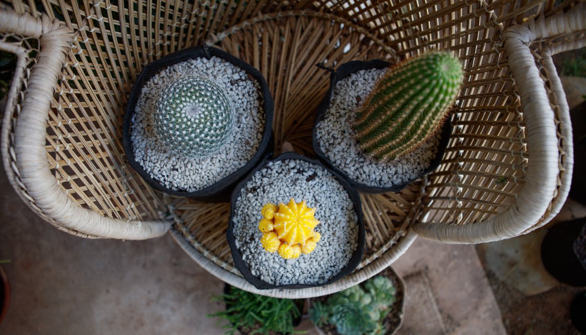 Celebrate National Indoor Plant Week with a Smart Pot!

Smart Pot planters produce healthier roots by air pruning – creating lots of smaller, fibrous roots. 

Grow a wider variety of plants indoors with Smart Pots:
smartpots.com/houseplant-how…

#nationalindoorplantweek #houseplants