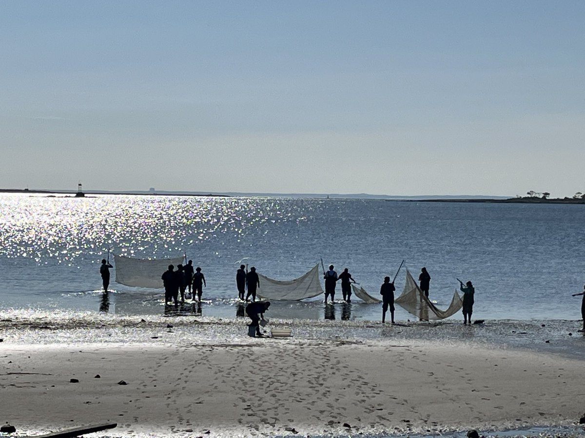 You don’t get this opportunity anywhere else! <a href="/brienmcmahon_hs/">Brien McMahon High School</a> Marine Science Academy students doing seine netting and transects this morning at Calf Pasture Beach!