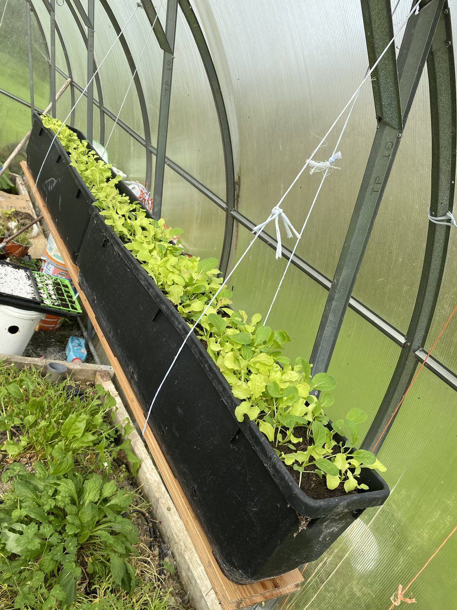 Cavanbrian's tweet photo. @tweetsbyMMG 
Inspired by recent podcast episode we’re trying some autumn planted perennial seeds. More salads in too. 
Geranium, Lupin, Hollyhock &amp; Echinacea https://t.co/KqwGgGtMTa