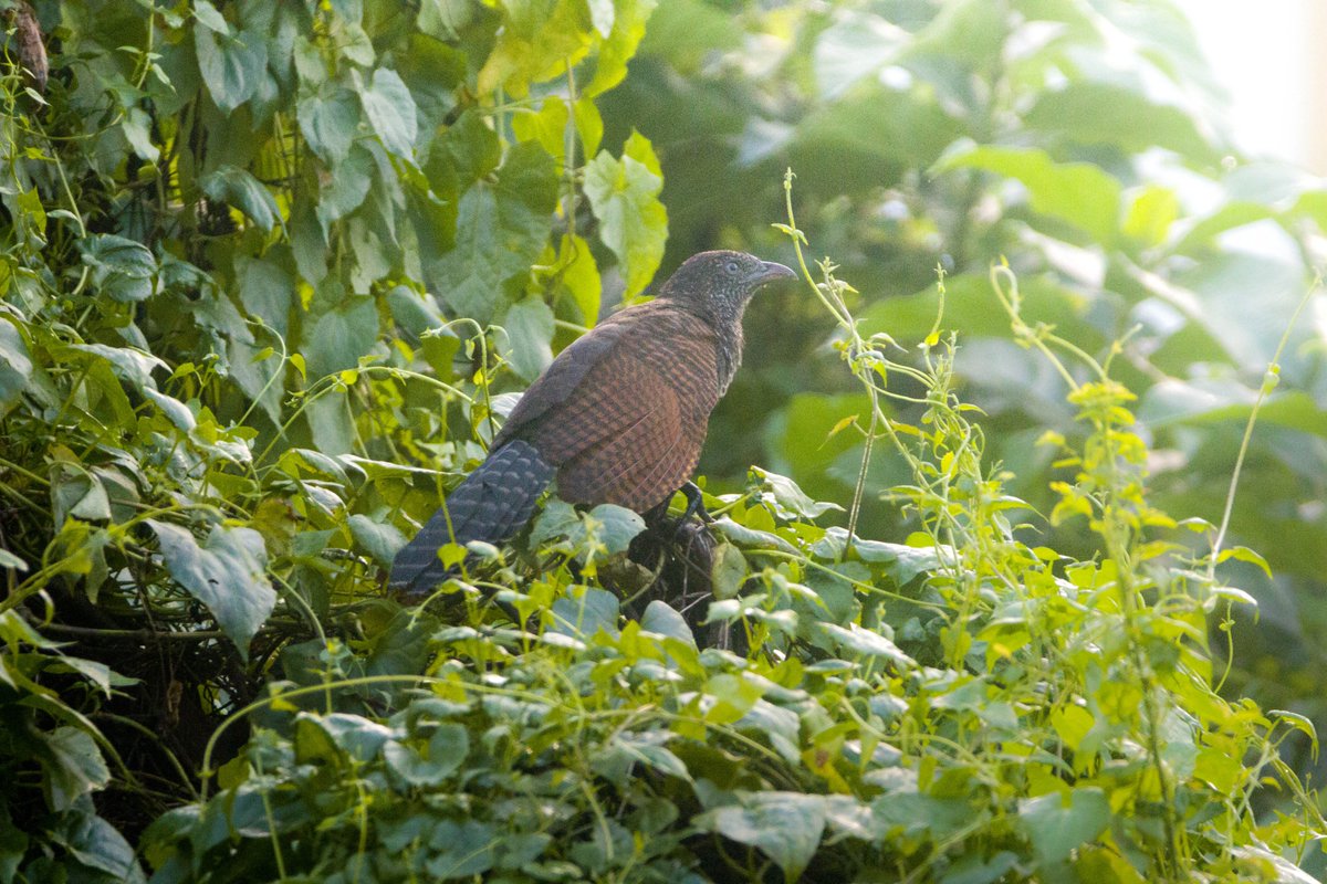 Lesser Coucal

#BackyardBirding
#IndiAves