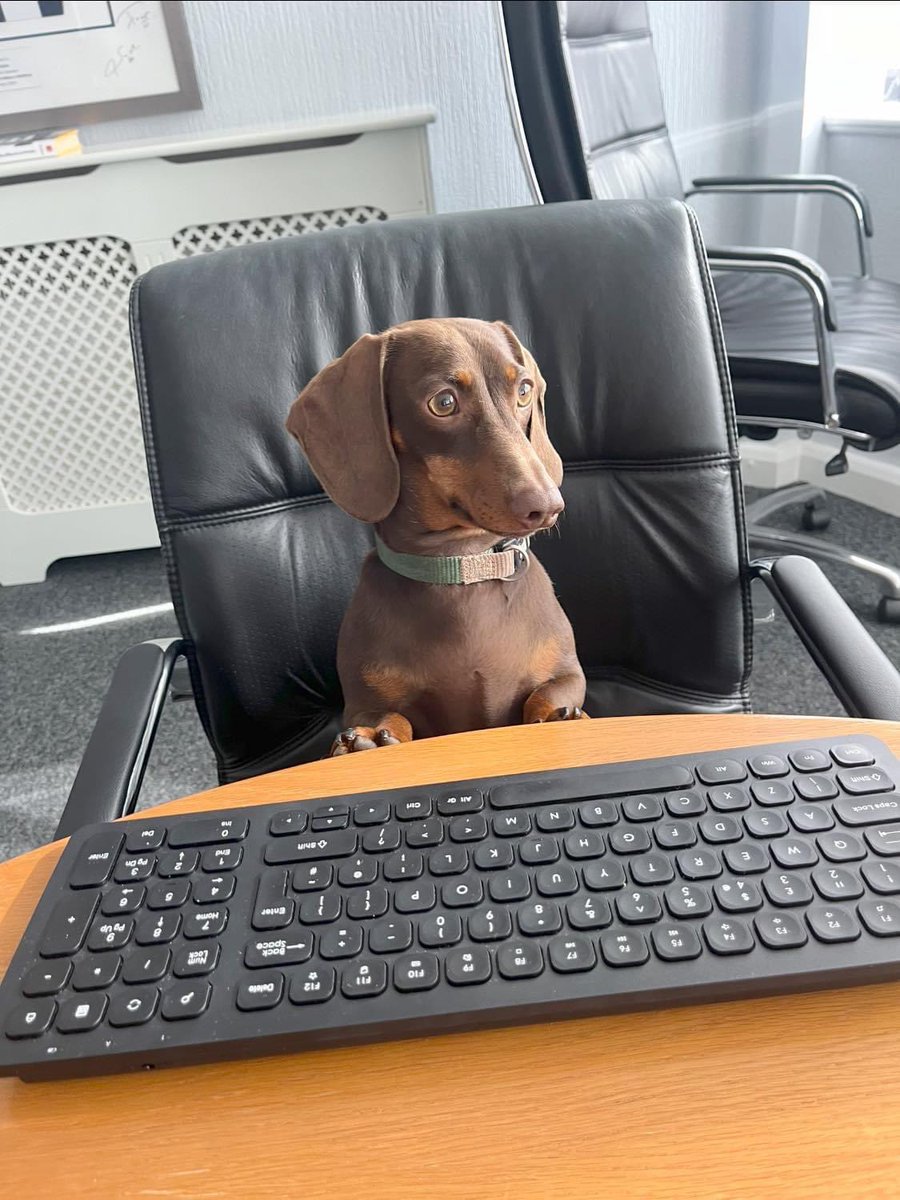 WeCleanBham's tweet image. Meet Lupo, our new Sales Apprentice 🐶

His little legs have certainly hit the ground running and with David Harker as his owner he is already well over his target of 2 walks and 4 naps per day ✅