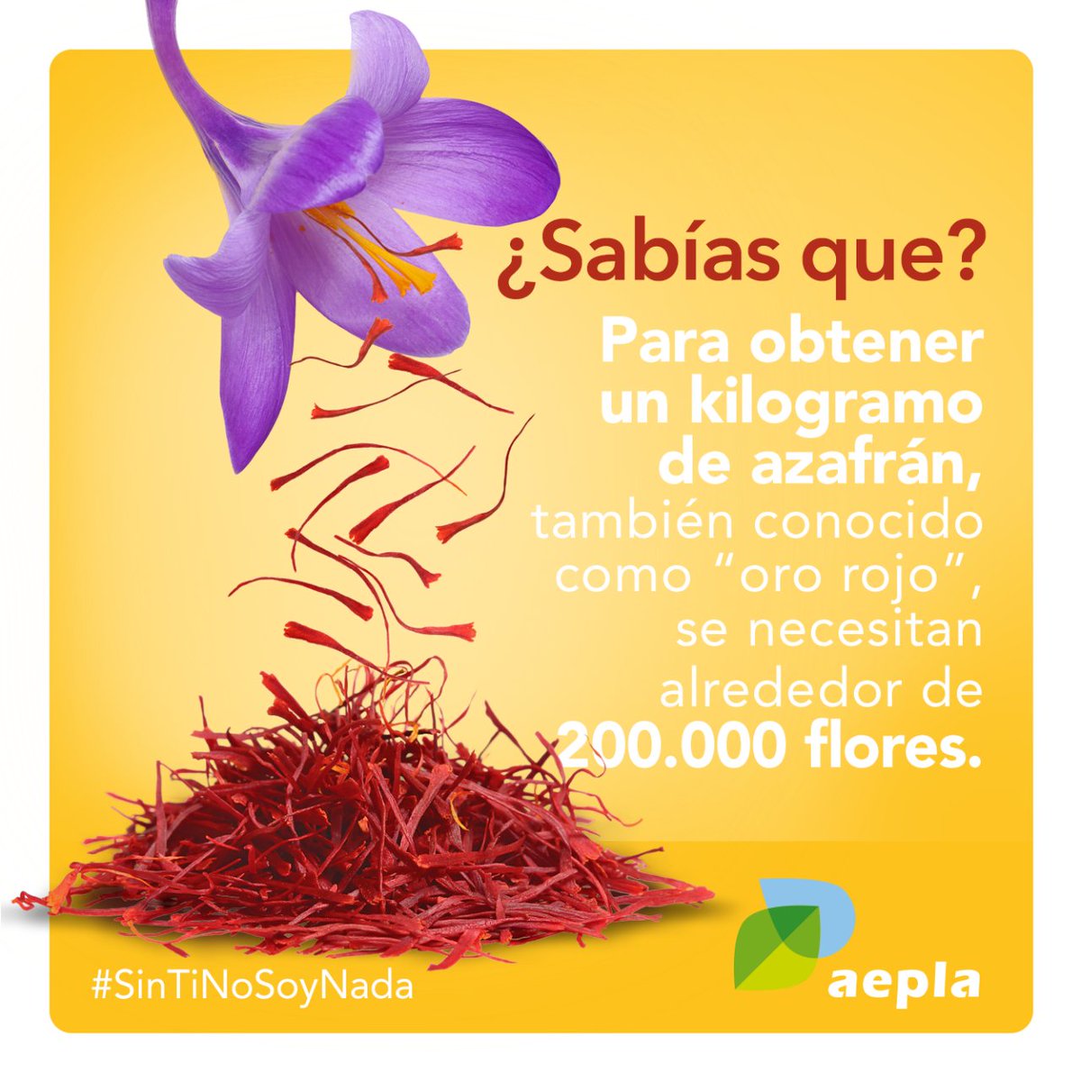 aepla_asoc's tweet image. El #azafrán pasa por ser uno de los cultivos que requiere de un trabajo más laborioso.

No solo por su delicadeza, sino también porque su recolección debe realizarse justo al amanecer del mismo día de su floración.
🥀❤️

#OrgullososdeNuestraAgricultura 💚