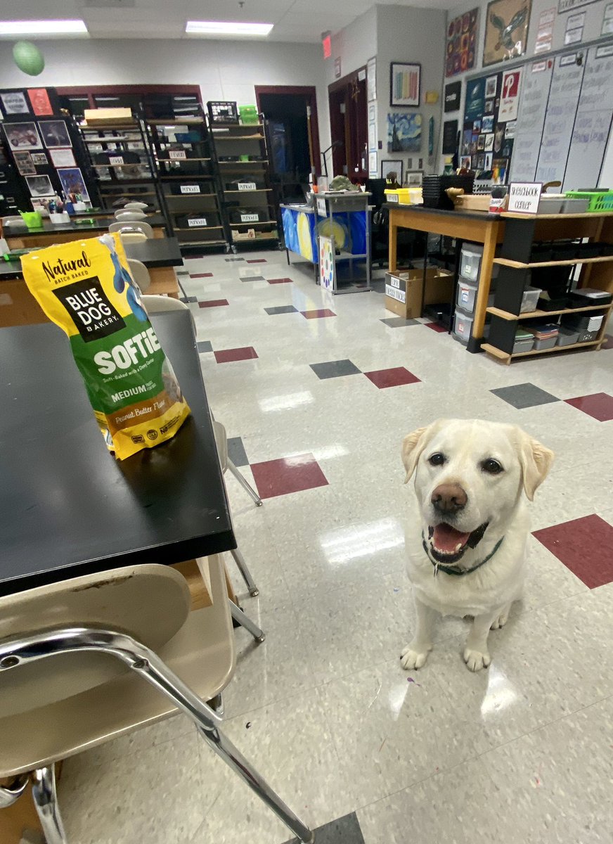 Someone has quickly learned that I now keep treats in my cabinet for him🐾 #iMPACT <a href="/MbgAreaSD/">MechanicsburgArea SD</a>  <a href="/MMS_principals/">MMS principals</a>