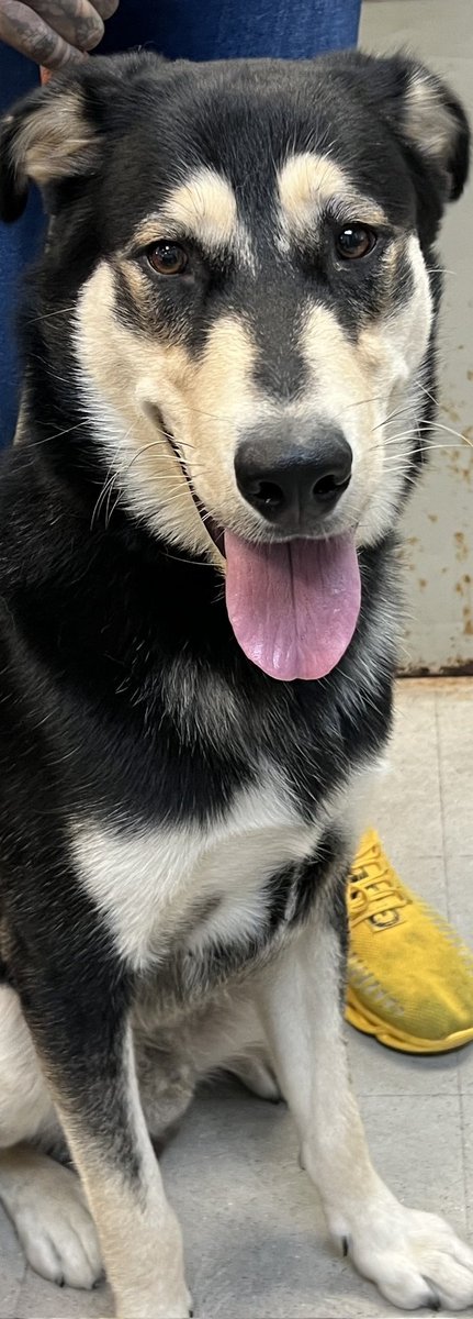 🎉🎊 Fuji🎊🎉
Has been Reserved !🎉
BY
<a href="/PoundHoundsResQ/">Pound Hounds ResQ</a>
 
Tysvm 2 all 4 Pledging, Caring + Sharing! We couldn't have done it 
w/o u💗

Pls wait 4 freedom pics/info from Pound Hounds, as they collect their own pledges
 
Tysvm❤️