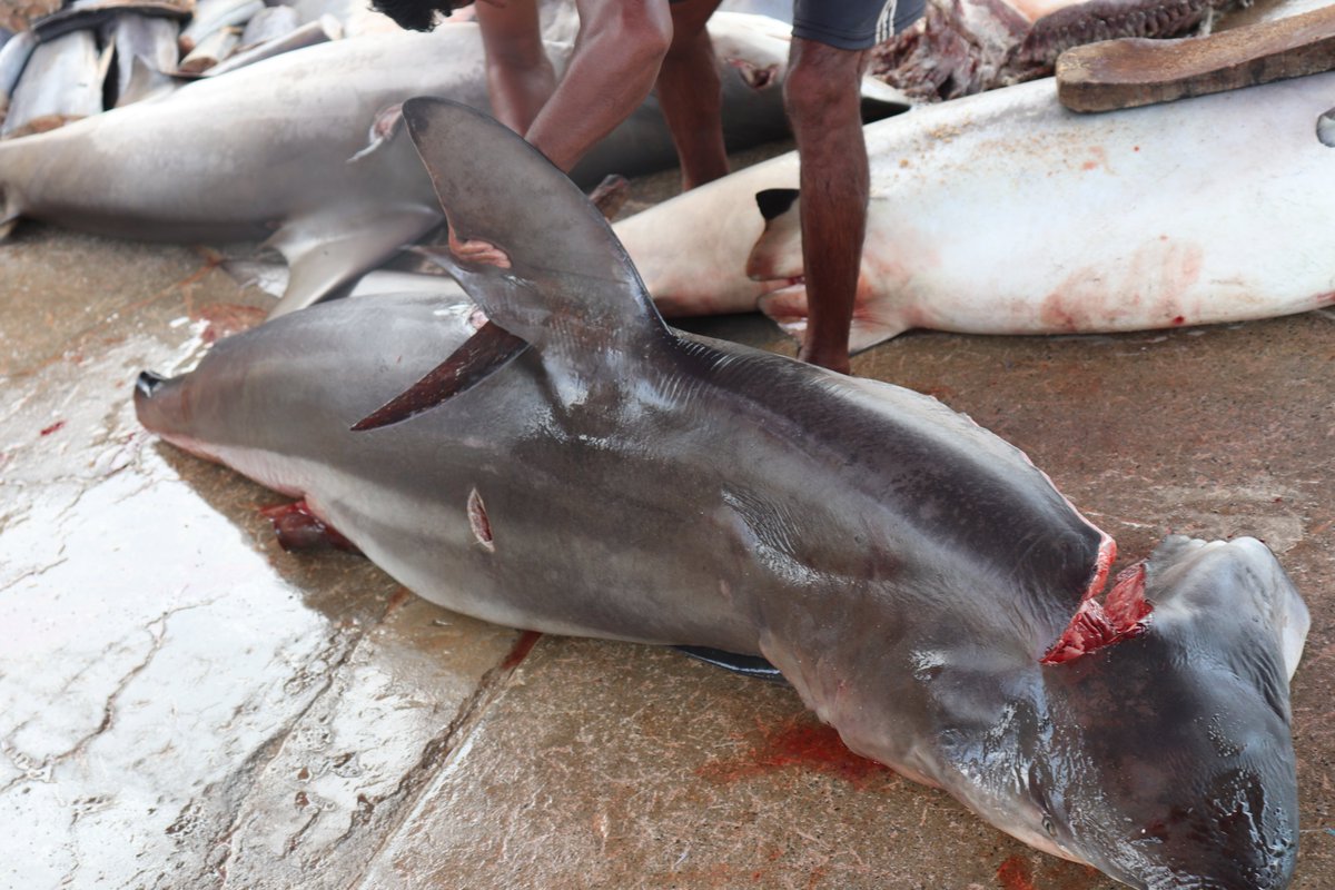 How are sharks traded and what is their socio-economic value in SW Sri Lanka. Final PhD chapter out in partnership with @OceanswellOrg @Marine_Science @ExeterMarine Open access for short time: authors.elsevier.com/a/1hoEN,714Mqz…