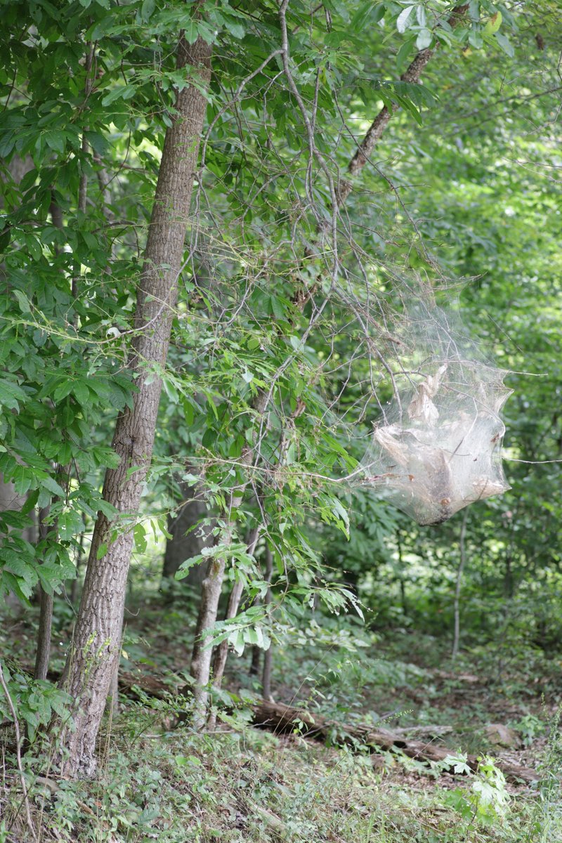 ohiodnr's tweet photo. Fall Webworms Spinning (Mostly Harmless) Webs in Ohioโs Trees - Highly visible insect is of little concern to Ohioโs forests
https://t.co/TDUrbVKkle
#odnr #webworm #forests #newstoknow #odnrforestry https://t.co/fiDffxEnE2