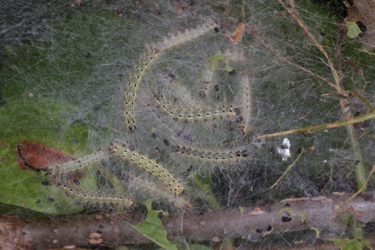 ohiodnr's tweet photo. Fall Webworms Spinning (Mostly Harmless) Webs in Ohioโs Trees - Highly visible insect is of little concern to Ohioโs forests
https://t.co/TDUrbVKkle
#odnr #webworm #forests #newstoknow #odnrforestry https://t.co/fiDffxEnE2