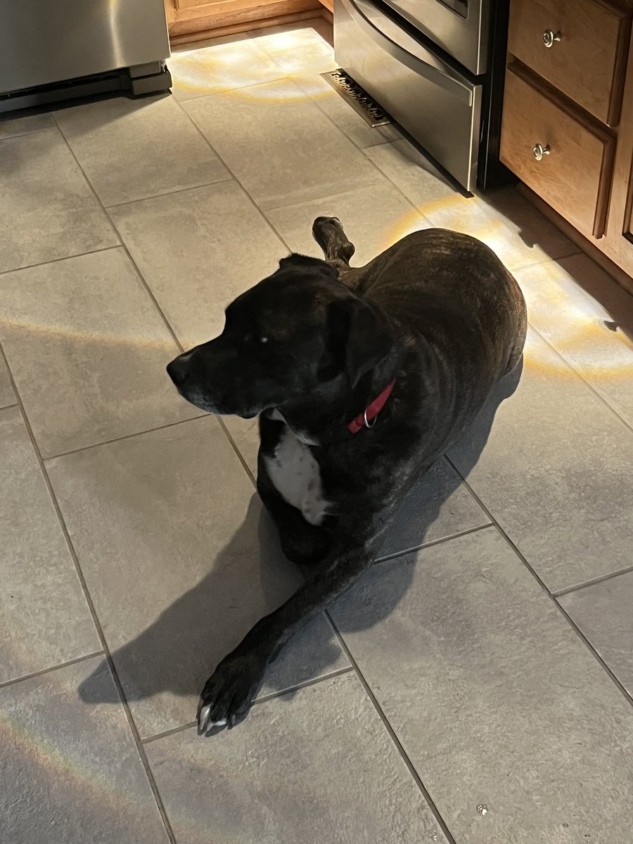 Happy birthday Boomer! You’re my favorite cinder block with a head. Hope daddy gets you some ice cream.