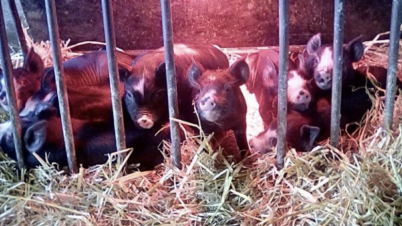 Alice Curwen tweet media