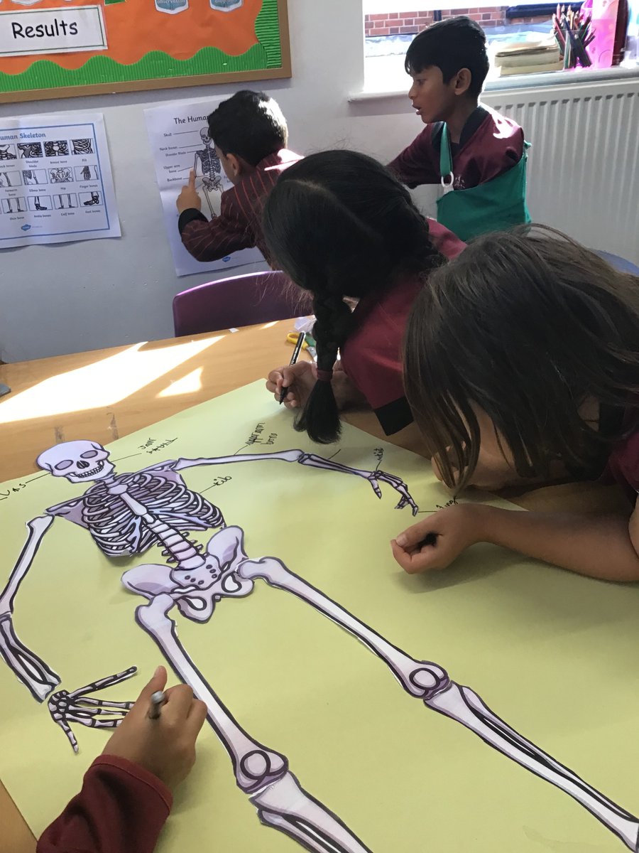 OrleyFarmSchool's tweet photo. Year 3 were shocked to see a life size skeleton when they entered the classroom this morning! After learning about the functions of the human skeleton, they constructed one of their own and labelled with the common names of bones using their new knowledge. #OFScuriosity https://t.co/phjAiPCoYm