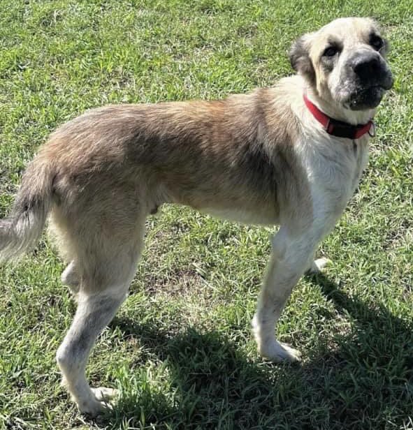 🆘BEAR Age 5 
#A358925
Its RIDE or DIE 4 BEAR
🔥2 hrs BEAR is gone🔥
BEAR has nothing to look forward to except DEATH💔
His Owner didn’t want him😭
BEAR doesn’t deserve 2b let down AGAIN!
BEAR likes ppl but afraid in shelter &amp; hesitant 2 mix w/other🐕‍🦺🐕
Plz HELP #pledge 4 BEAR