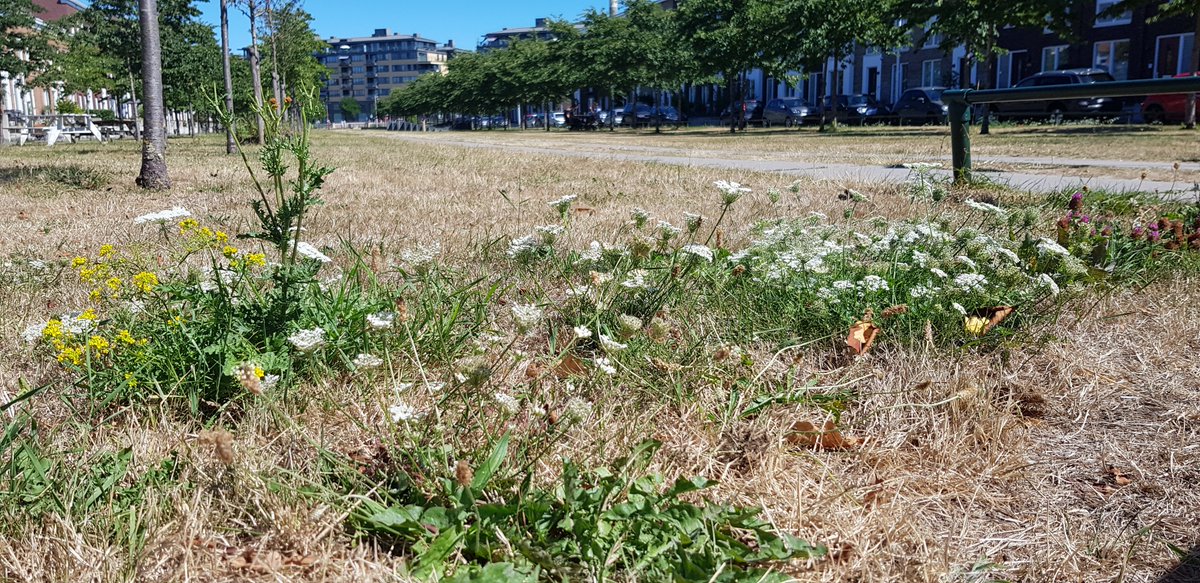 Weet u nog, die droge zomer? 

Vandaag regent het gelukkig weer, het regent #regentonnen !
.. tot 31 oktober dus wees er op tijd bij!!

utrecht.nl/wonen-en-leven…
